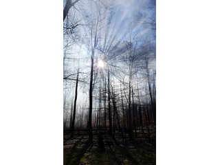 Property photo 12 - REAL ESTATE AUCTION - 366+/- ACRES OFFERED IN 5 TRACTS IN WESTERN JEFFERSON COUNTY, INDIANA